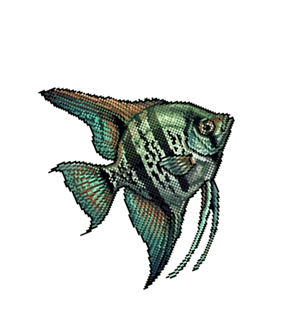 Freshwater angelfish